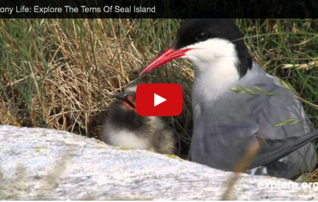 Colony Life: Explore The Terns Of Seal Island