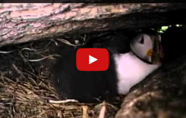 A short montage of puffins and terns in action, from the film "Fish Out of Water"