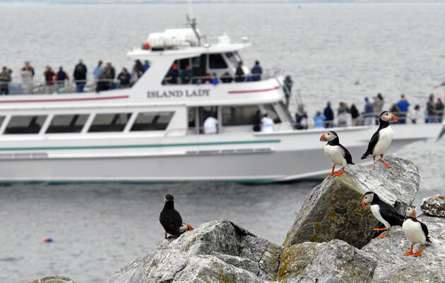 Puffin Tours