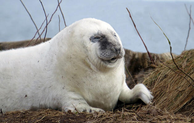 Seal Island Cam