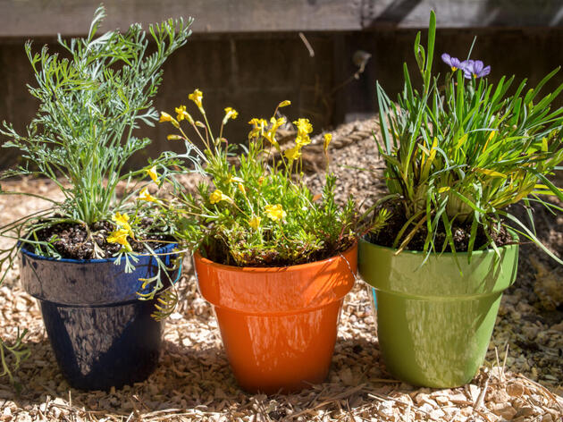 Brighten Up Your Balcony or Patio with a DIY Native-Plant Garden