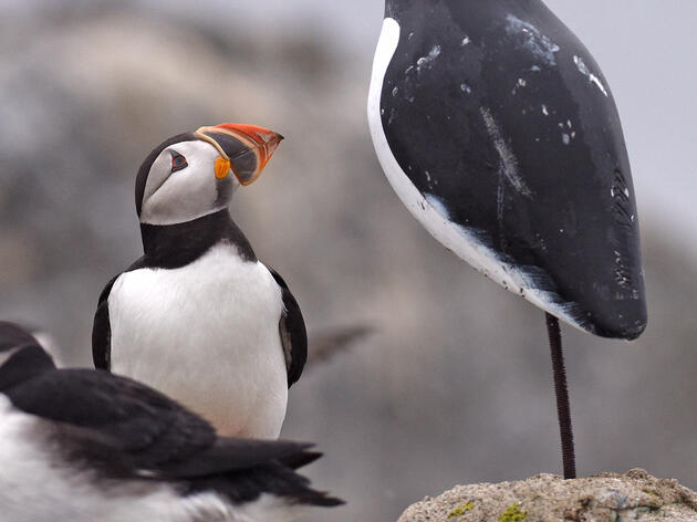 Take Action for Seabirds