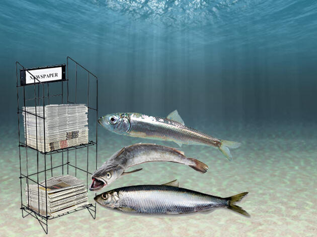 Forage Fish in the News