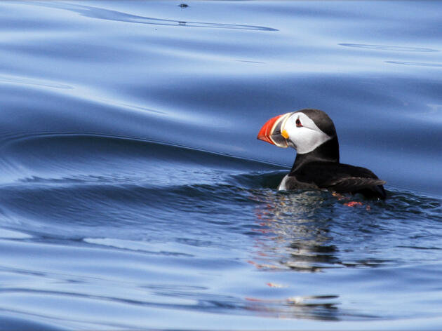 Saving the Winter Home of Maine Puffins