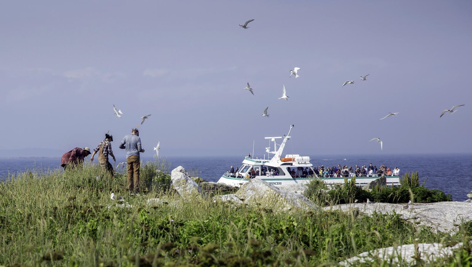 Terns circle overhead, and visitors observe from aboard as Eastern Egg Rock scientists complete surveys on the island.