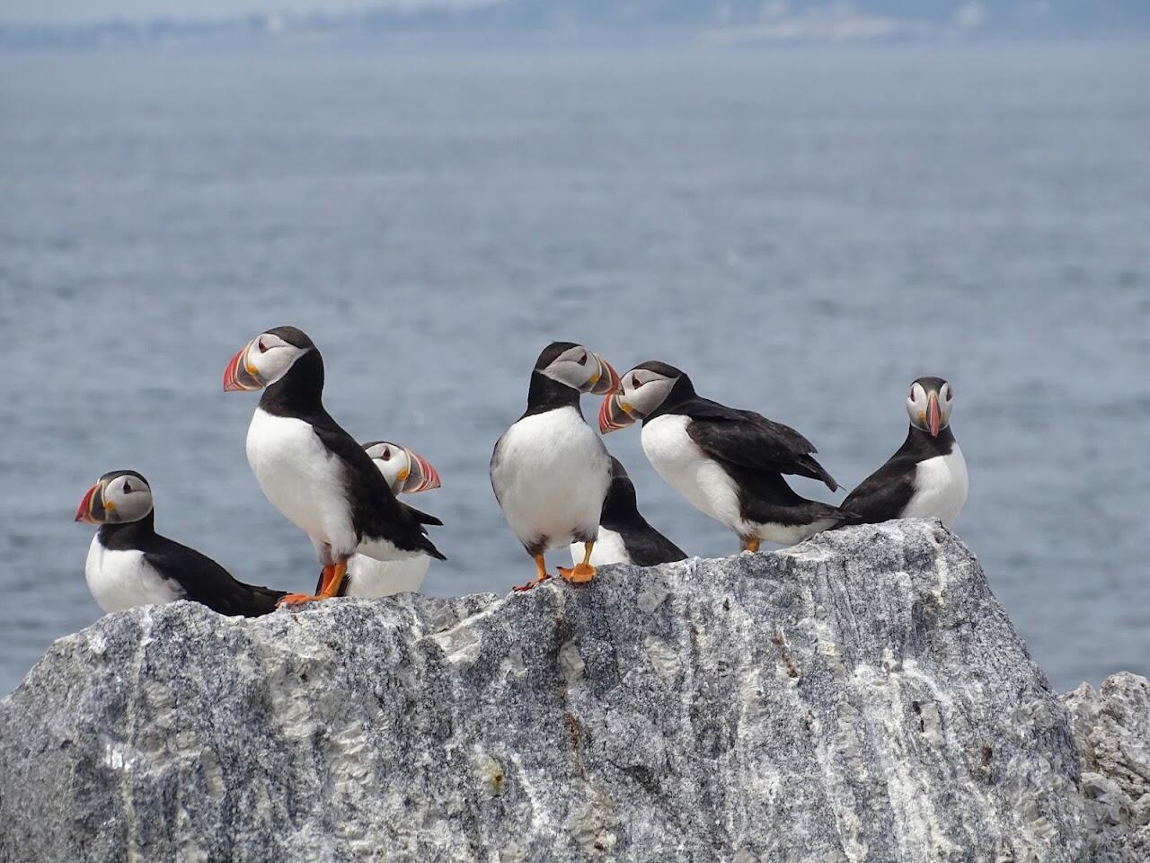 A circus of puffins loafing around Eastern Egg Rock