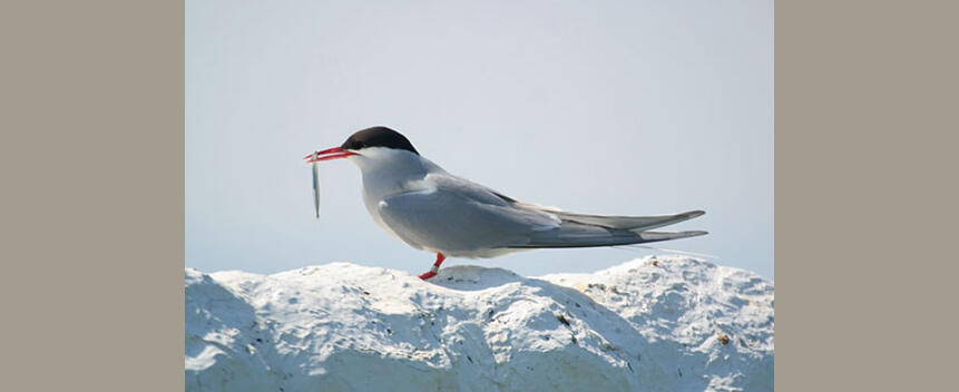 Arctic Tern by Mad River Decoy