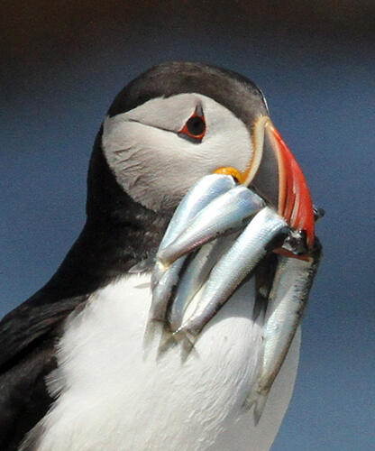 Atlantic Puffin With Many Large Herring by Steve Kress