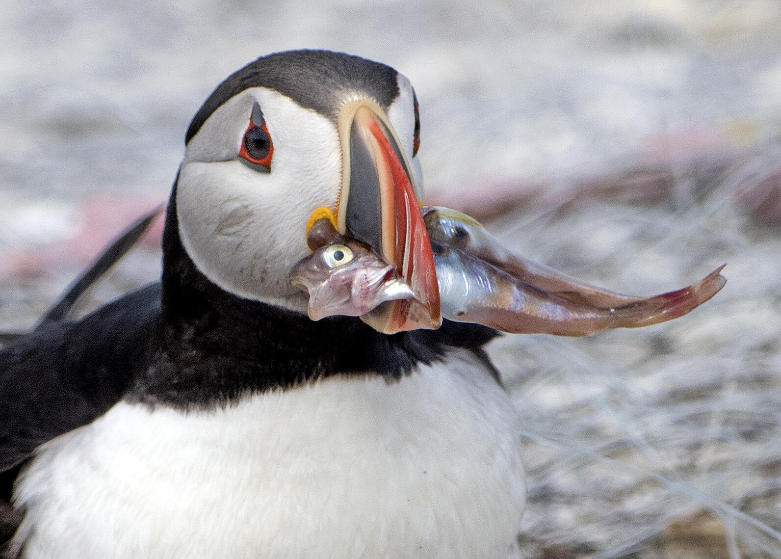Atlantic Puffin with two large haddock on EER in 2017