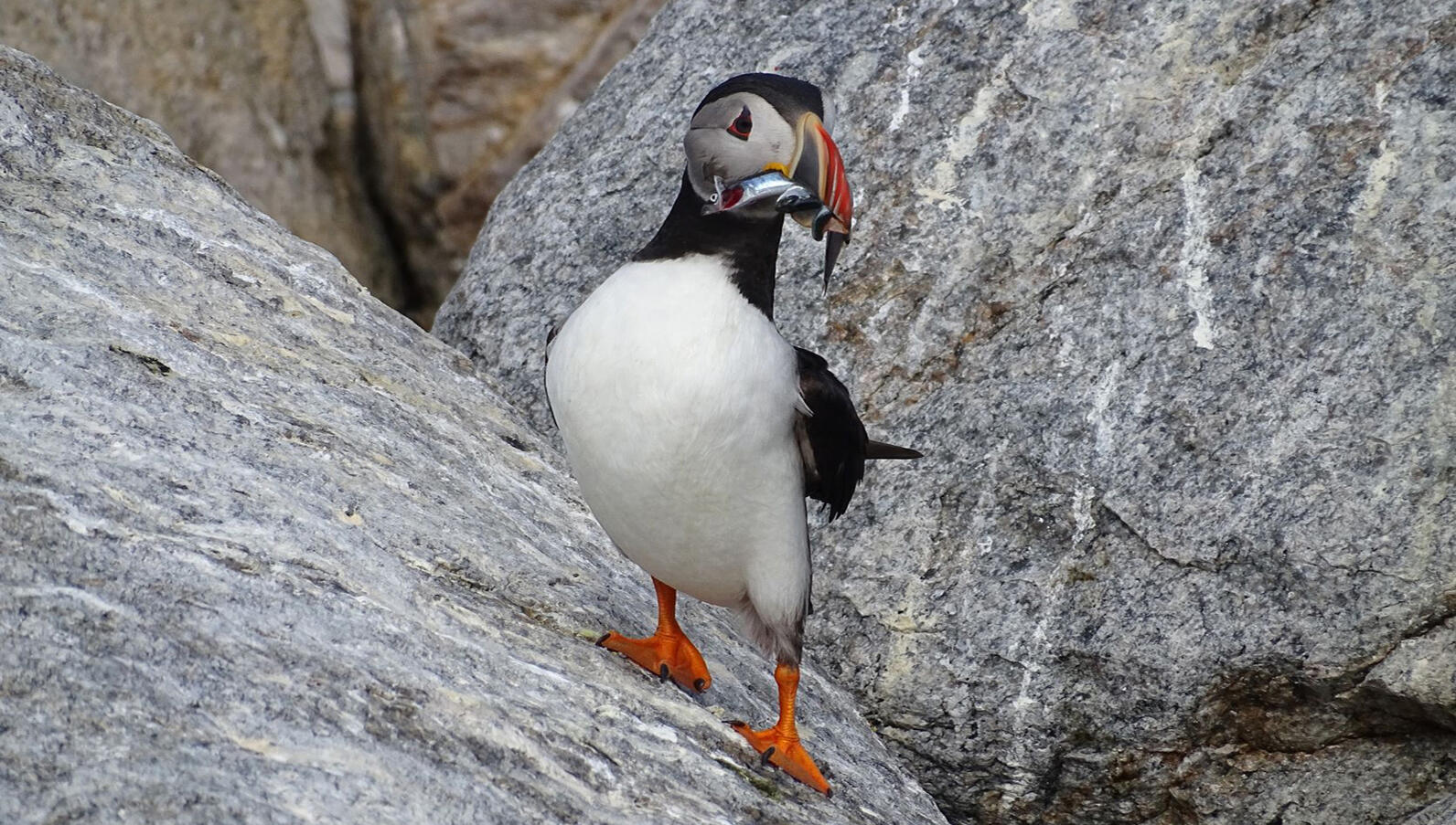 Foraging Atlantic Puffin with Fish on EER