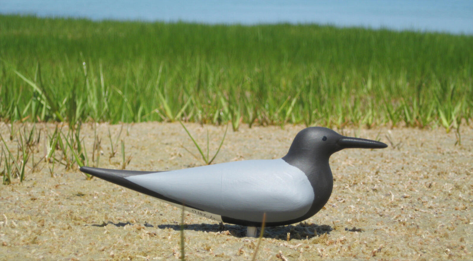 Black Tern Main Page Photo