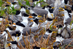 Chinese Crested Tern Nest Initiation