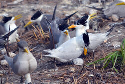 Chinese Crested Tern with Decoys and Chick