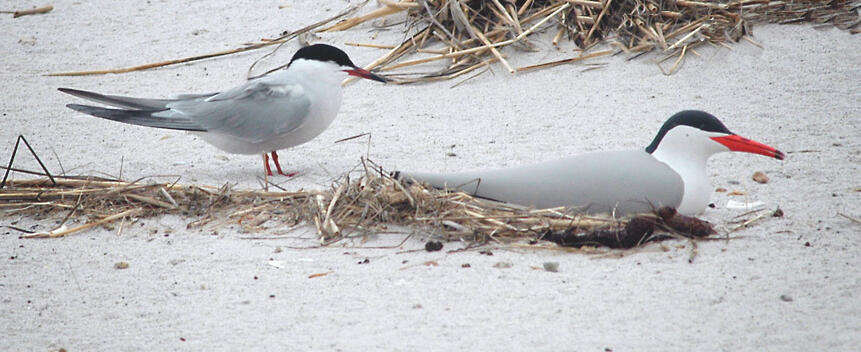 Common Tern Main Page Photo