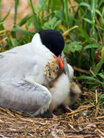 Common Tern and Chick