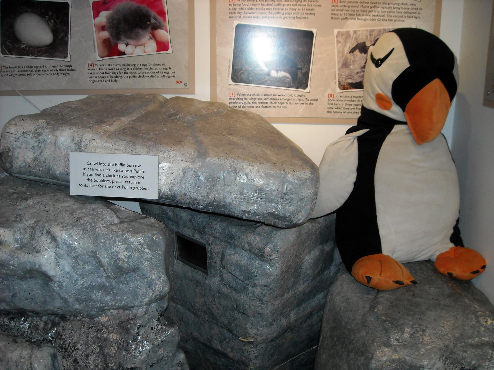 Puffin Burrow Display at PPVC