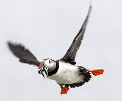 Flying Puffin with White Hake