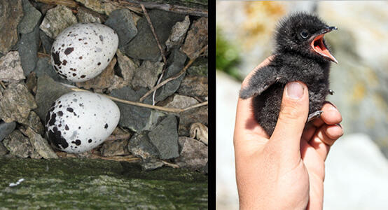 Black Guillemot Eggs and Chick by Steve Kress