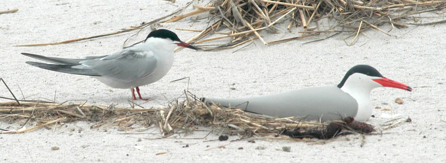 Common Tern with Decoy