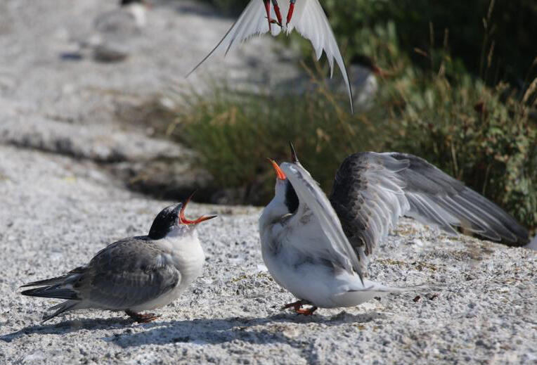 Matinicus Rock terns anxious for a snack