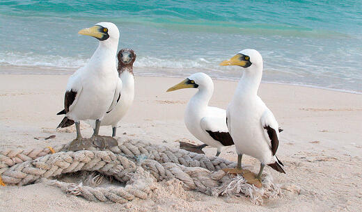 Masked Booby Main Page Photo