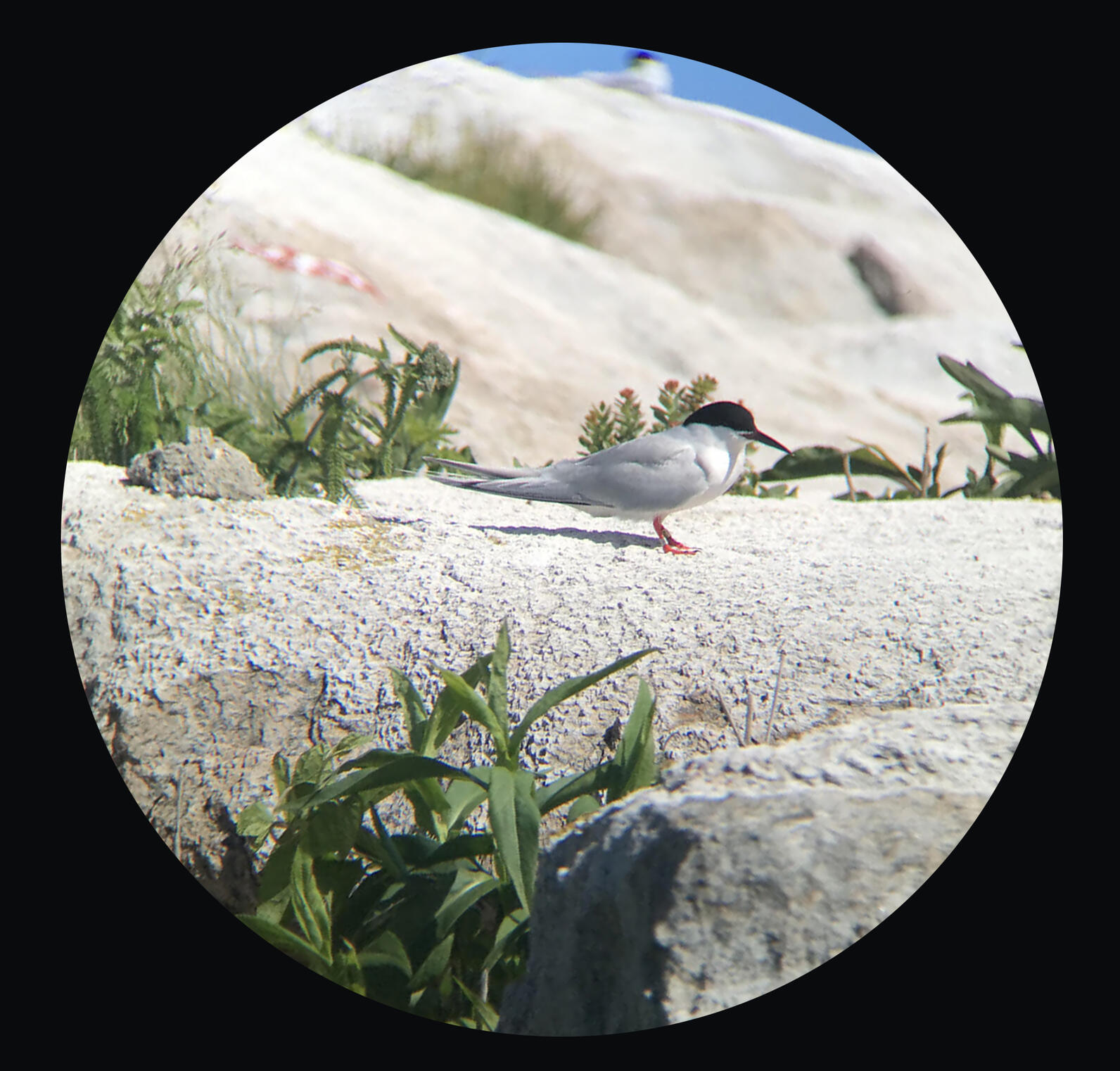 EER Roseate Tern on Matinicus Rock