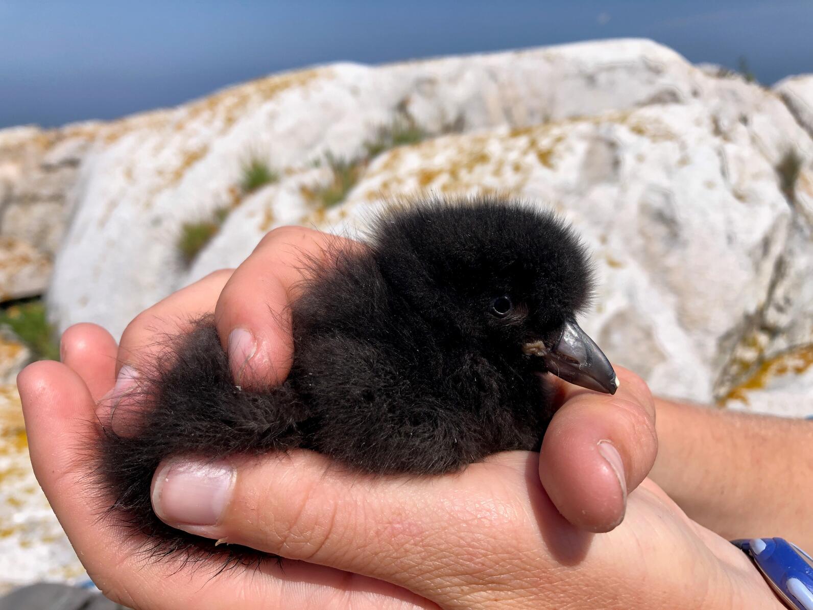 A chunky puffling from Matinicus Rock