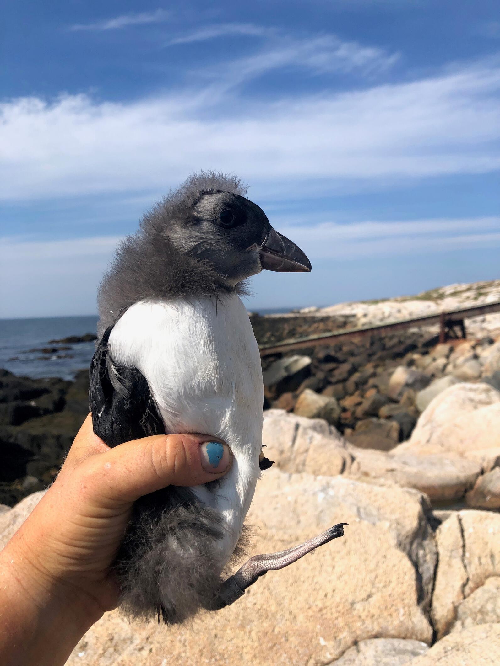 Chunky Matinicus Rock Puffin Chick