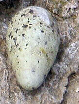 Common Murre Egg