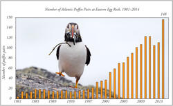 Number of Atlantic Puffin Pairs at Eastern Egg Rock Island 1981