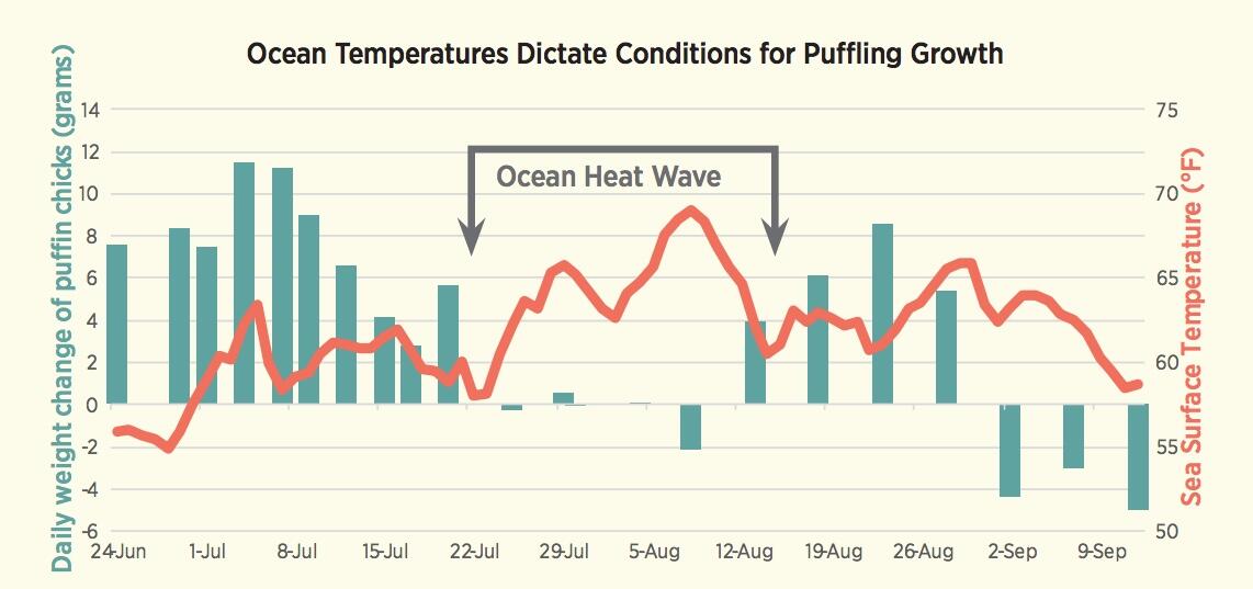 Ocean Temperatures Dictate Conditions for Puffling Growth 2018