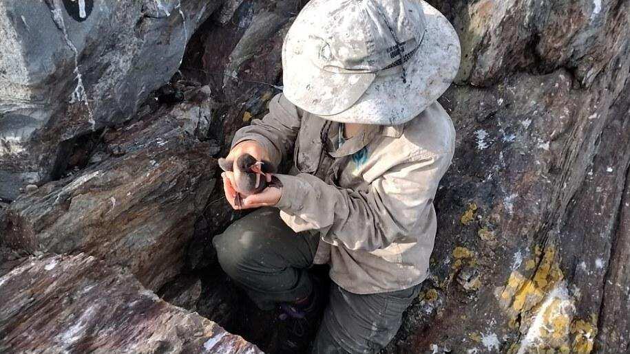 Researcher with Outer Green Island Guillemot Chick