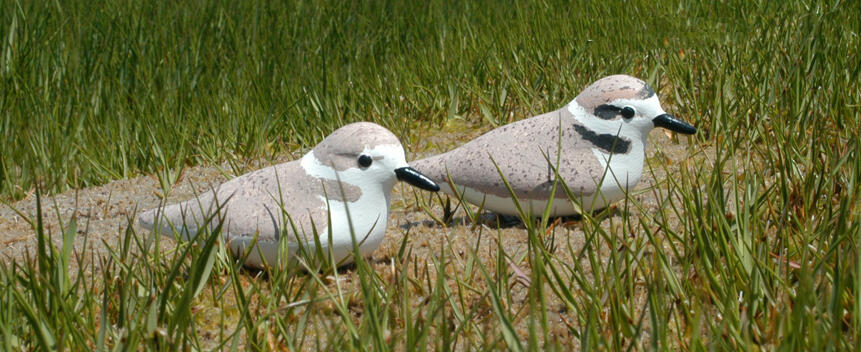 Piping Plover Main Page Photo