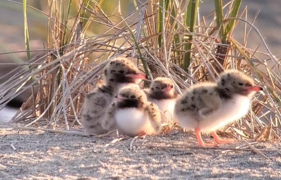 Four chunky Pond Island Common Tern Chicks