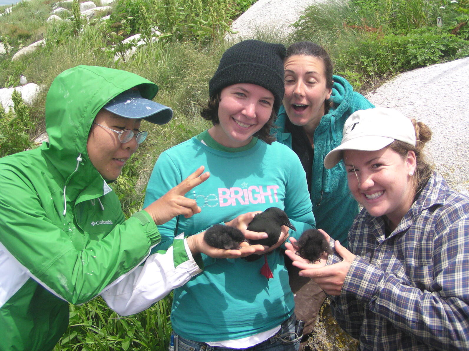 Interns with Chicks on Matinicus Rock