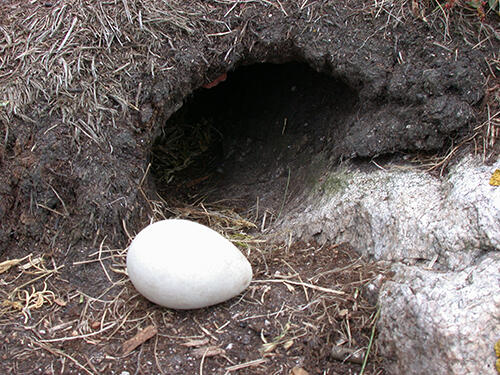 Puffin Egg Outside of Burrow on Matinicus Rock by Steve Kress