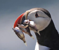 Atlantic Puffin with Acadian Redfish