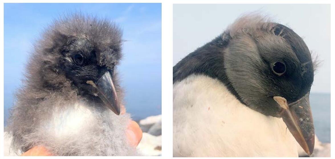 Puffling Grace in 2018 on Aug 8 and Aug 21