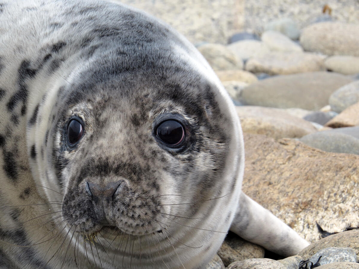 Gray Seal Pup by Sue Schubel
