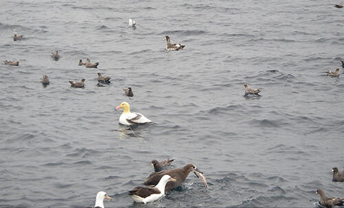 Short-tailed Albatross Main Page Photo