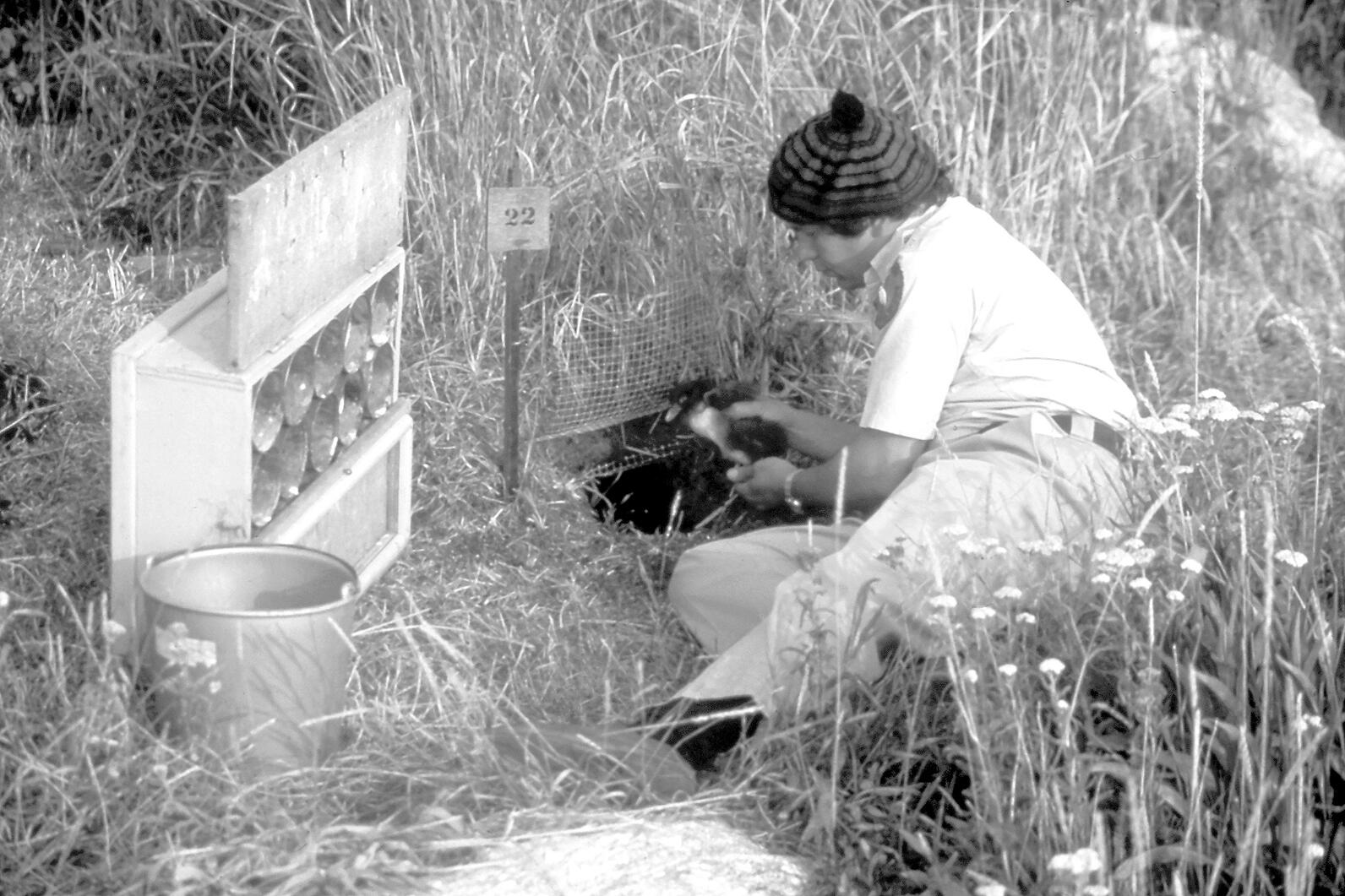 Steve Kress Putting a Young Chick into a Burrow at Eastern Egg Rock circa 1975