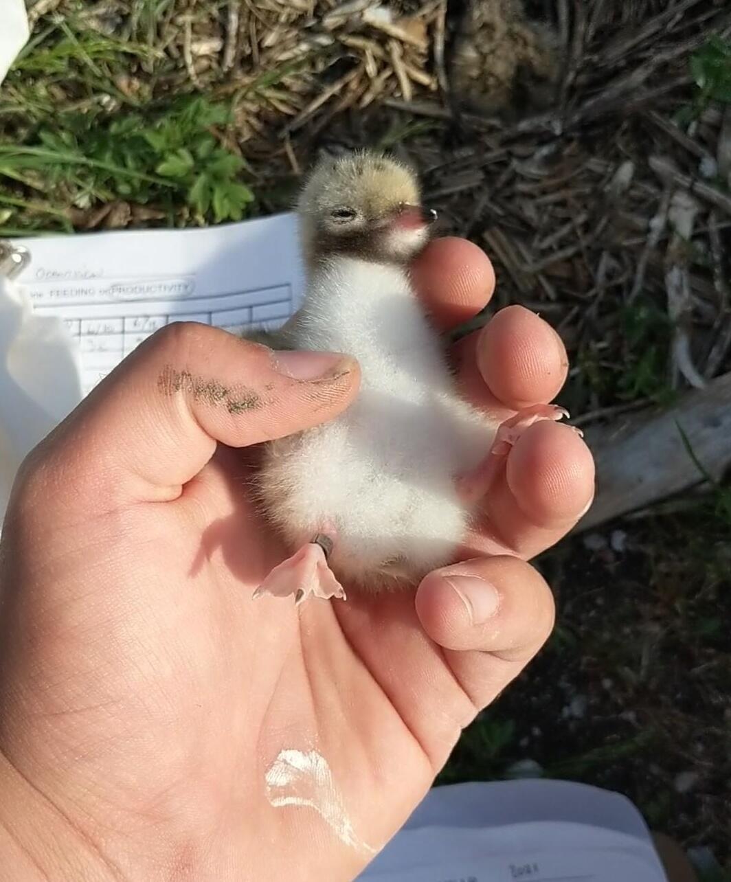 Common Tern chick