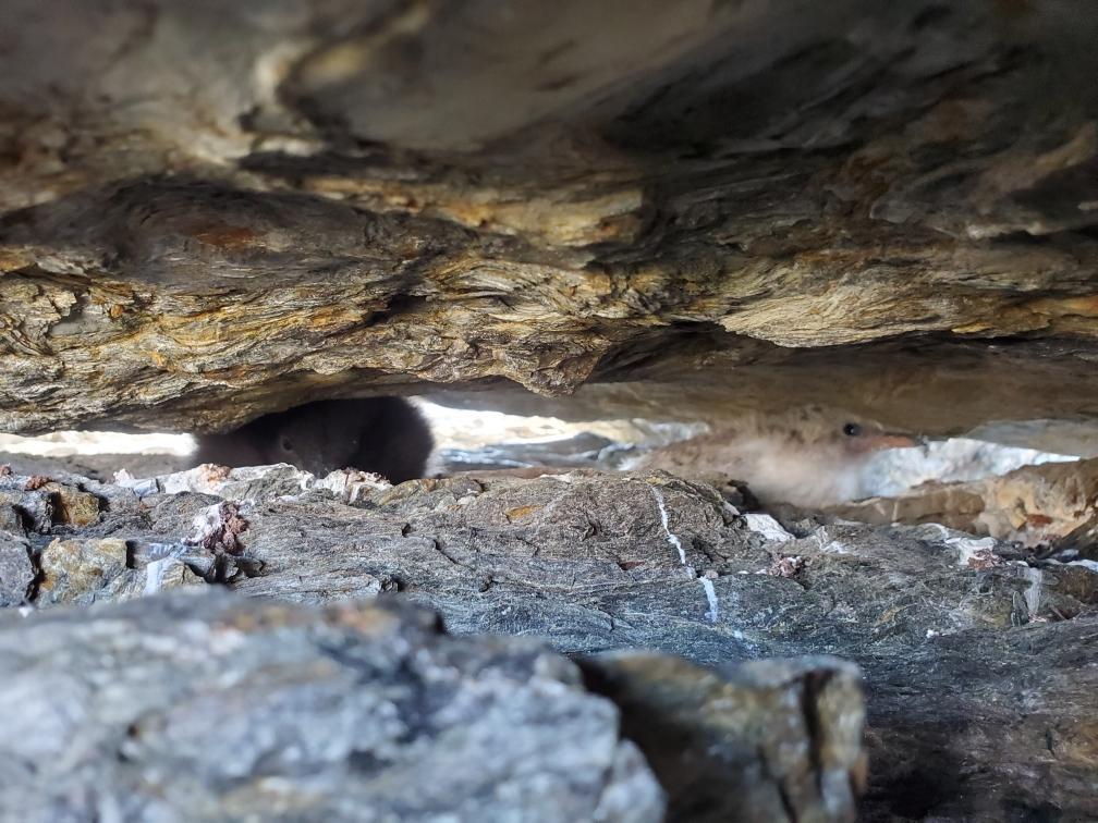 Tern Chick in a Black Guillemot Burrow on Outer Green Island